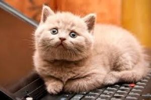 adivinanzas-de-animales